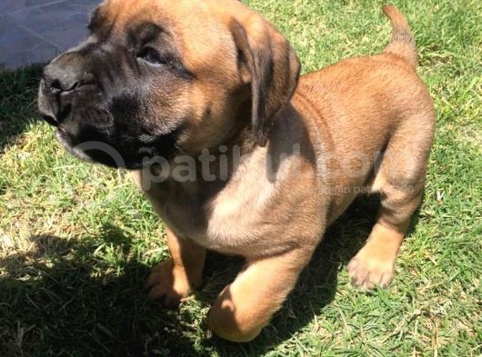 Giant Presa Canario