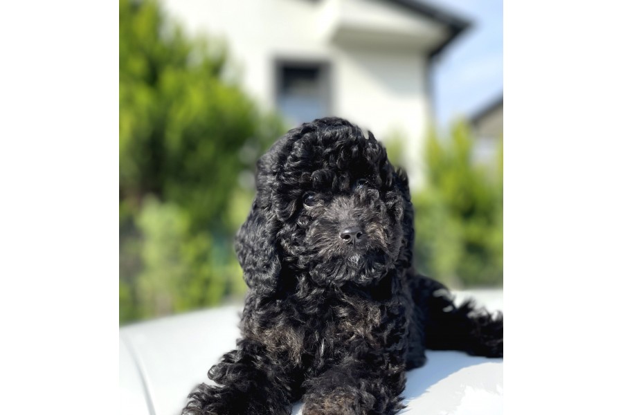 Mini lab poodle best sale