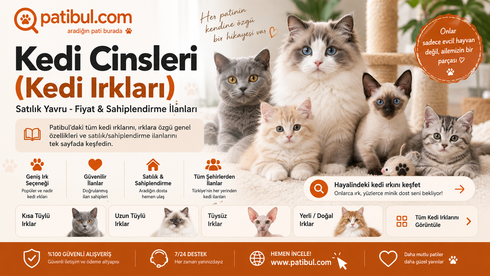 Kedi Cinsleri ve Kedi Irkları - Satılık Yavru İlanları Kedi İlanları Görseli