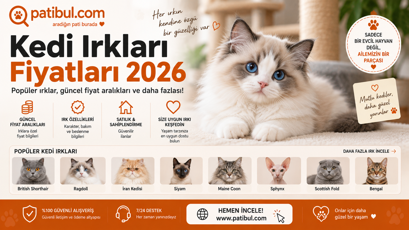 Kedi Irkları Fiyatları 2026 Kedi İlanları Görseli