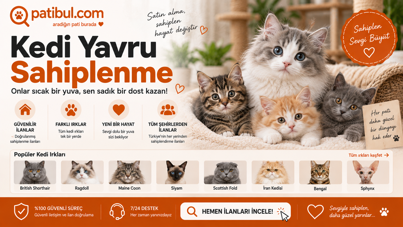 Kedi Yavru Sahiplenme Kedi İlanları Görseli